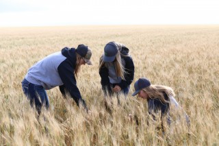 Field Scouting